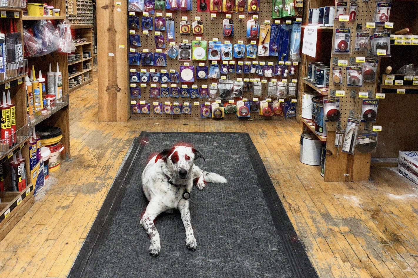 Carl, sitting on a rug at a different spot in the hardware store.