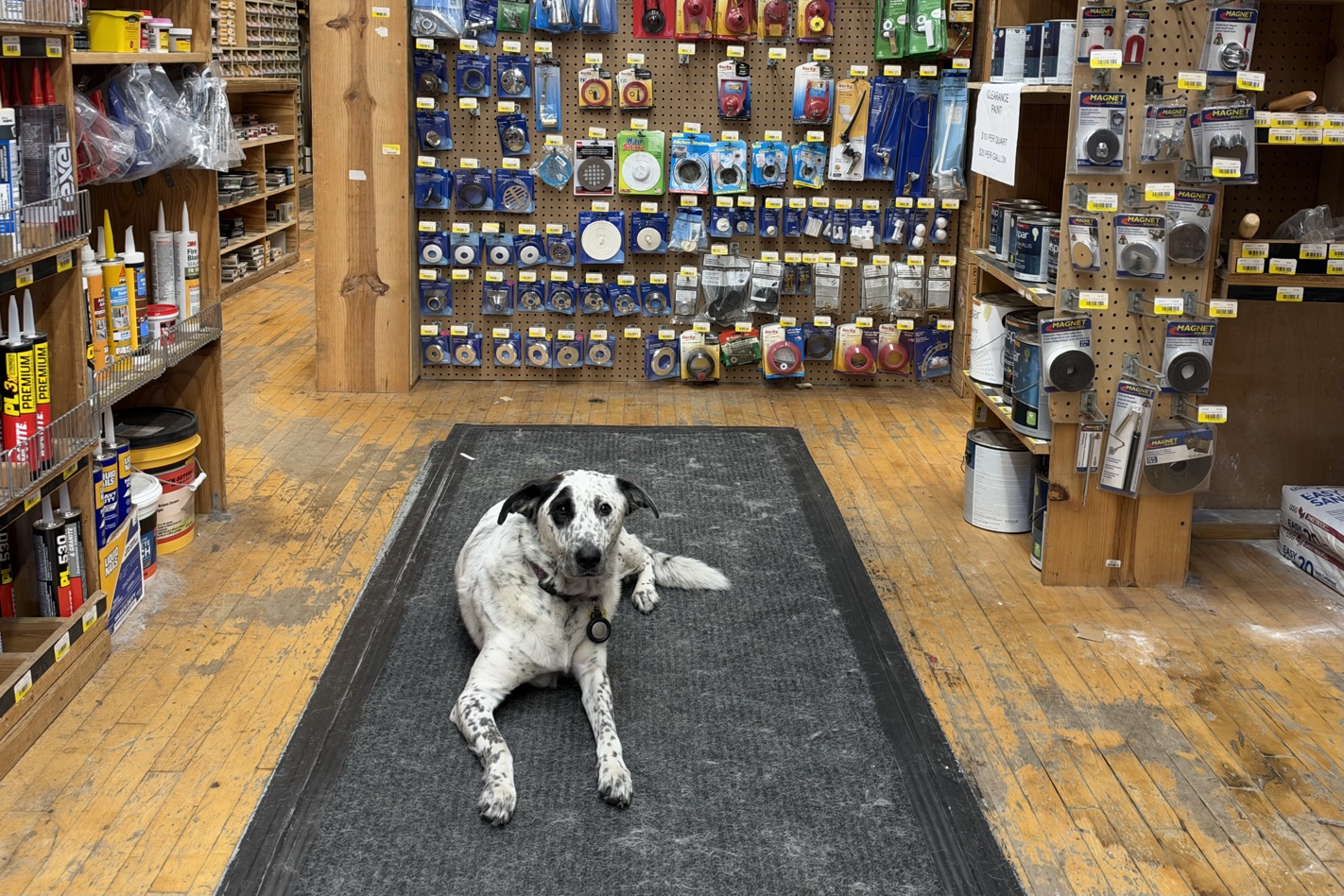 Carl, sitting on a rug at a different spot in the hardware store.