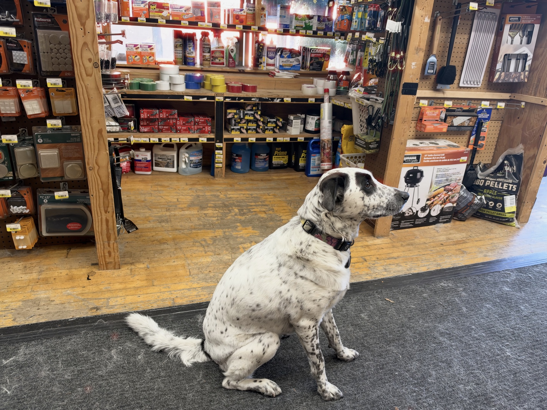 Carl, a delightful English setter (white with black spots), sitting at attention in the aisle of an ideal local hardware store.