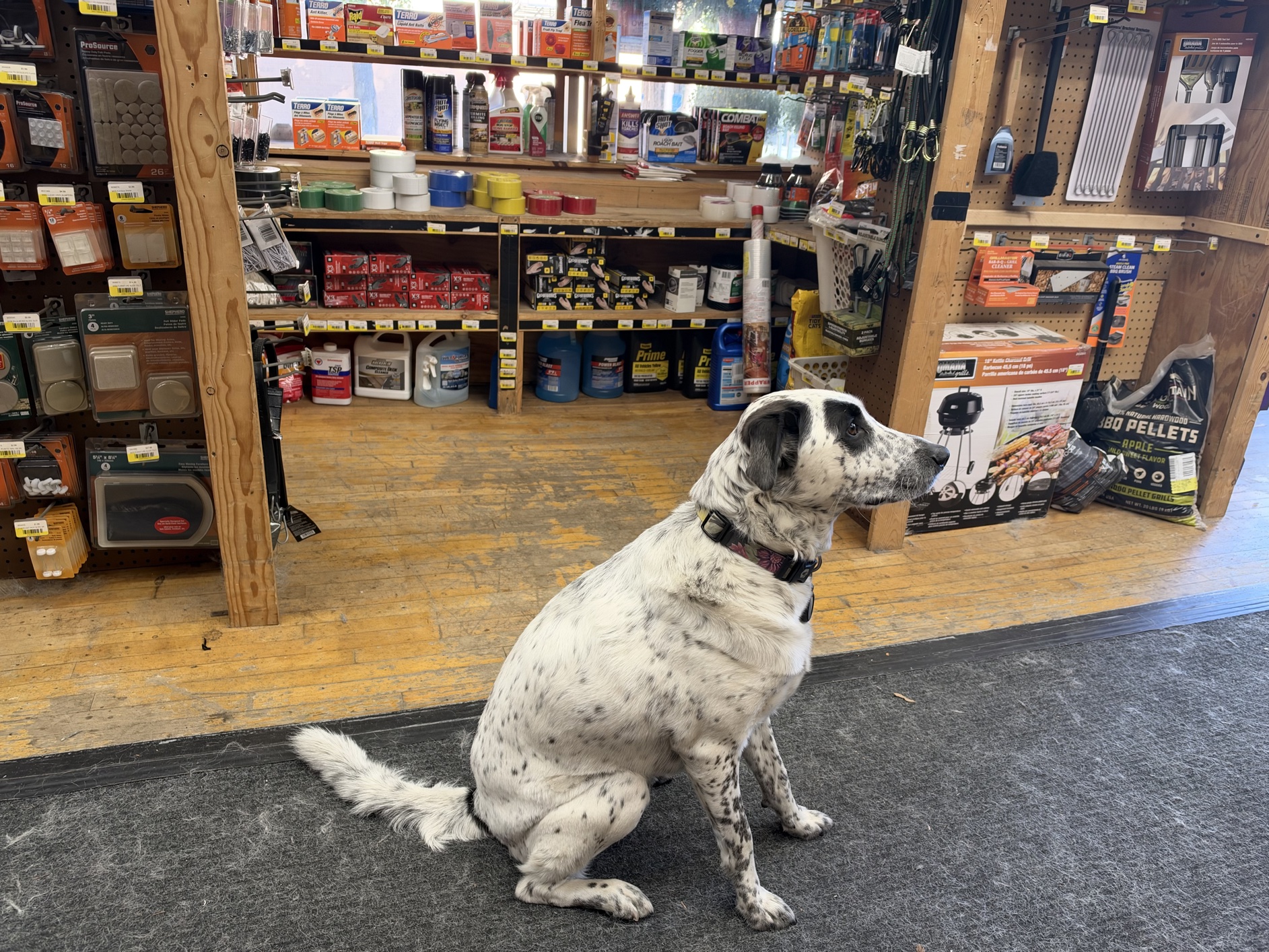 Carl, a delightful English setter (white with black spots), sitting at attention in the aisle of an ideal local hardware store.